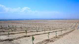 Ўзбекистон сув тежовчи технологияларни қай даражада қўлламоқда?