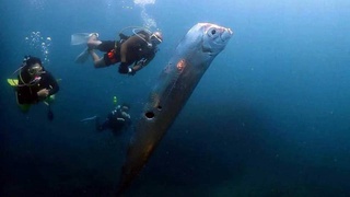 Ученый объяснил, почему «рыба судного дня» является предвестником землетрясений