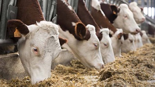 Ахангаран: животноводство - ведущая отрасль сельского хозяйства