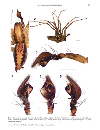 СамМУ докторанты өрмекшилердиң жаңа түрин тапты