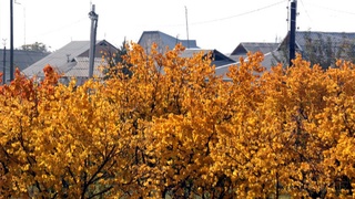 Ўзбекистонда дам олиш кунлари қандай об-ҳаво кутилаётгани маълум қилинди