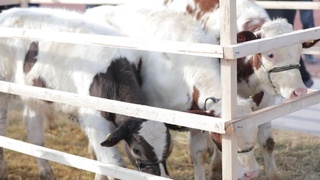 Самарқандда «Ҳар бир оила — тадбиркор» дастурига ажратилган маблағларни ўзлаштириб юборилгани аниқланди