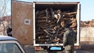 Saksovulni noqonuniy olib ketayotganlar jazolandi