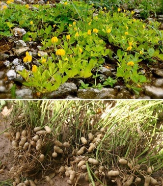 Жаңғақтың  жаңа «Лидер»  сұрыпы жаратылды