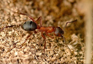 Чумолиларнинг одамлар каби бир-бирини операция қила олиши аниқланди