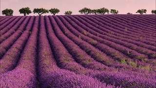 Dorivor lavanda va grek yongʻogʻi — tabobat va sanoatda yetakchi
