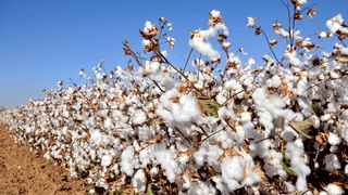 Ресурсосберегающие технологии в хлопководстве