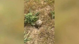 В Джизакской области выпущены в дикую природу среднеазиатские черепахи