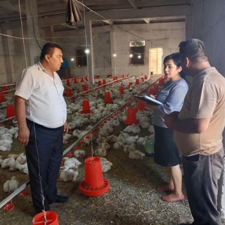 Импорт қилинадиган наслли қорамоллар учун 2 миллион сўмдан субсидия берилади