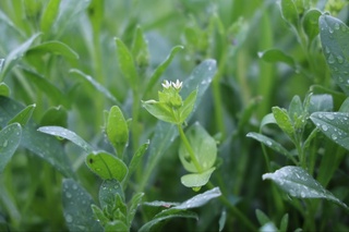Демалыс күндері кей жерлерде жаңбыр жауады деп күтілуде — «Узгидромет»