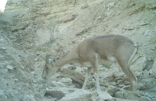 Устюртдаги фотоқопқонга ноёб ҳайвон – Устюрт қўйи тушиб қолди