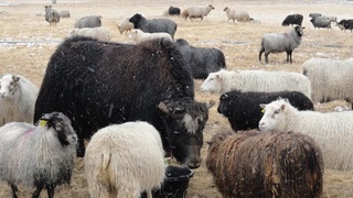 В Узбекистан будут поставлять баранину и мясо яка из Тувы