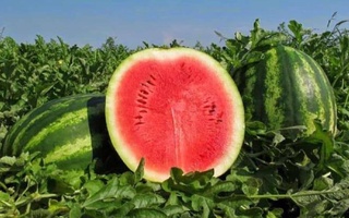 Мавсими содироти оммавии тарбуз аз Ӯзбекистон кӯтоҳ, нишондиҳандаҳо бошад, рекордӣ хоҳанд буд