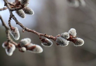 Majnuntolning po'stlog'i ekstrakti viruslarga qarshi samarali ta'sir ko'rsatishi aniqlandi