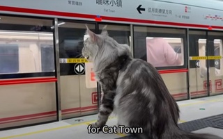 A Chinese man built a subway for his cat