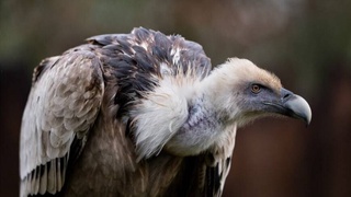 Редкую хищную птицу сняла фотоловушка в одном из заповедников Узбекистана