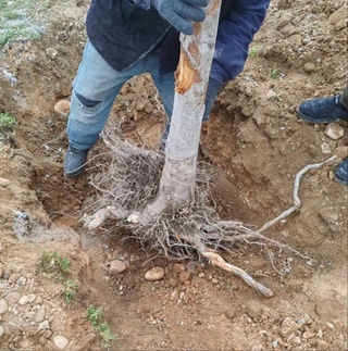 В Ферганской области незаконно выкорчевано 270 деревьев: природе причинен ущерб на сумму более 1,8 млрд сумов