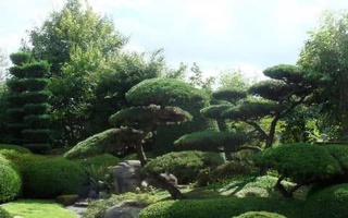 В Ташкенте пройдет выставка декоративных деревьев «Яшил макон»