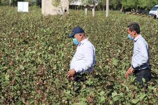 Шаҳрисабзда 75 ёшли момо бир кунда 100 кг пахта теряпти