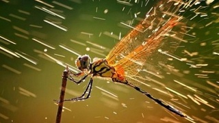 Айрим ҳудудларда кучли ёмғир ёғиши кутилмоқда