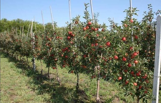 Тамарқа мен диқан шаруашылықтарын қолдап-қуаттаудың жаңа іс-шаралары белгіленді