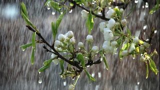 Гидрометеорологиялық қызмет: Сәрсенбі күні жаңбыр жауады деп күтілуде