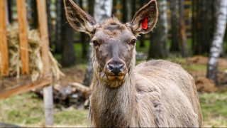 Scientist fears 'ZOMBIE' deer disease could spread to HUMANS after first ever case of the fatal brain virus that makes animals drool and unafraid of humans was detected in Yellowstone National Park