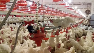 Марказий Осиёда йирик наслли паррандачилик хўжалиги барпо этилмоқда