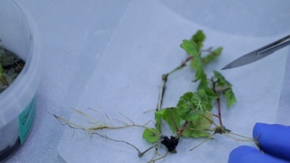 Ispaniyadan olib kelingan tok koʻchatlari namunalarida virus aniqlandi