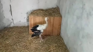 В Ташкентской области экологи спасли аиста с переломанным крылом