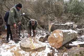 Сурхондарёда 51 та дарахтнинг ноқонуний кесиб ташлангани аниқланди