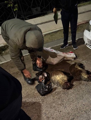 Toshkent viloyatida brakonyer qoʻlga tushdi