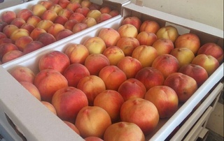 Фарғонада етиштирилган шафтолилар қайси давлатларга экспорт қилинди? 