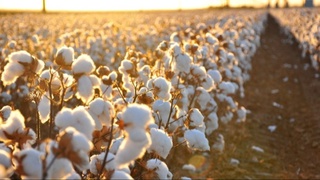 Пахта терими қандай кетмоқда?