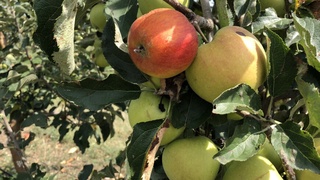 Stomatolog tishlarini oqartirishga yordam beradigan mahsulotlar nomini aytdi