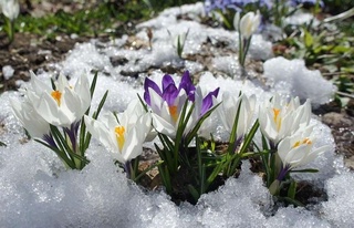 Ўзбекистонда ўтаётган иш ҳафтасида совуқ ҳаво чекинади