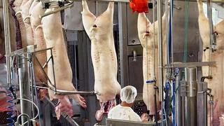 Germaniyada go'shtni qayta ishlash kombinatida 400 ga yaqin ishchi koronavirusga chalingan