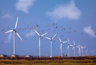 В Узбекистане интеллектуальные камеры защитят птиц от столкновений с турбинами на ветряной электростанции