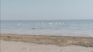 “Сариқамиш“ кўлига фламинголар галаси учиб келди