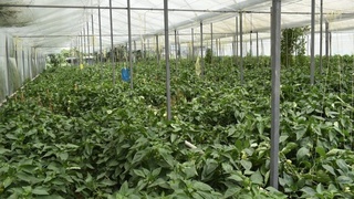 Камбағалликни бартараф этишнинг йўли – тадбиркорлик