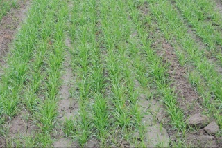 Сувдан фойдаланиш бўйича 905 та қонунбузилиш ҳолатлари аниқланди