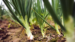 Узбекистанские ученые вывели новый сорт лука «Малла»