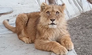 Buxoroda noqonuniy saqlangan sher bolasi hayvonot bogʻiga topshirildi