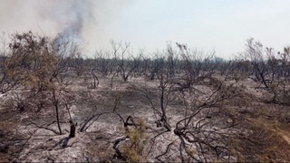 Prokuratura o‘rmon hududida kelib chiqqan yong‘in sabablarini o‘rganishni boshladi