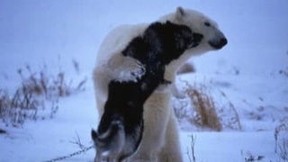 It va ayiq doʻstlashdi