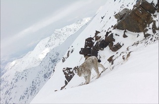 Chotqol davlat biofera qoʻriqxonasida 18 ta turkiston silovsini bor