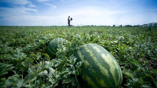 Барои кишоварзӣ то 1 гектар замин ба иҷора дода мешавад