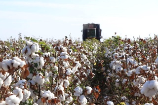 Пахтачиликда ҳосилдорлик йилига ўртача 10 фоизга ошмоқда