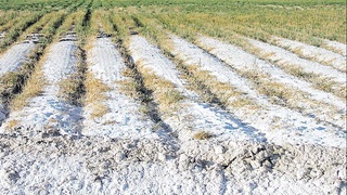 Управление почвой - важный фактор повышения ее качества