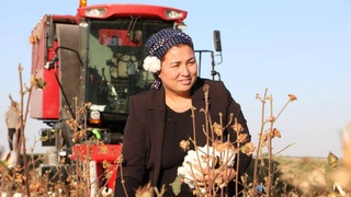 Пўлат отни жиловлаган фермер аёл